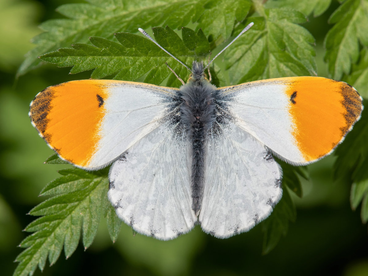 Orange-Tip Butterfly