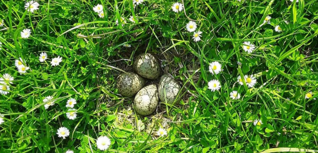 Curlew Nest