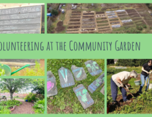 Volunteering at the Community Garden